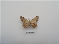 藏品(尺蛾150)的圖片